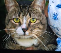 Found/Stray Male Cat last seen Greenwood Cemetery inner pond, Brooklyn, NY 11232