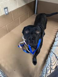 Shelter Stray Male Dog last seen CUYAMACA AVE AND GUATAY AVE, 130 Beyer Way, Chula Vista, CA 91911, USA