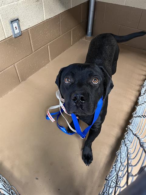 Shelter Stray Male Dog last seen CUYAMACA AVE AND GUATAY AVE, 130 Beyer Way, Chula Vista, CA 91911, USA