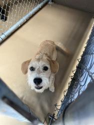 Shelter Stray Male Dog last seen CUYAMACA AVE AND GUATAY AVE, 130 Beyer Way, Chula Vista, CA 91911, USA