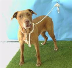 Shelter Stray Female Dog last seen , 216 W Victoria St, Gardena, CA 90248, USA