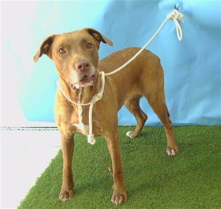 Shelter Stray Female Dog last seen , 216 W Victoria St, Gardena, CA 90248, USA
