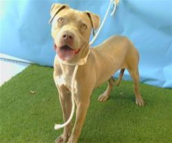 Shelter Stray Female Dog last seen , 216 W Victoria St, Gardena, CA 90248, USA