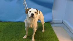 Shelter Stray Male Dog last seen , 216 W Victoria St, Gardena, CA 90248, USA