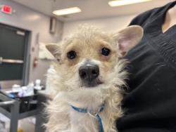 Shelter Stray Male Dog last seen Near BLOCK THELMA AVE, THOUSAND PALMS CA 92276, 72050 Pet Land Pl, Thousand Palms, CA 92276, USA