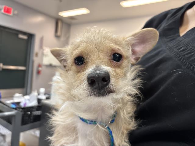 Shelter Stray Male Dog last seen Near BLOCK THELMA AVE, THOUSAND PALMS CA 92276, 72050 Pet Land Pl, Thousand Palms, CA 92276, USA