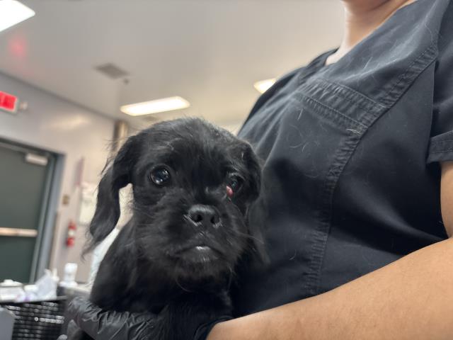 Shelter Stray Female Dog last seen Near BLOCK RANCHO VISTA DR. CATHEDRAL CITY CA 92234, 72050 Pet Land Pl, Thousand Palms, CA 92276, USA