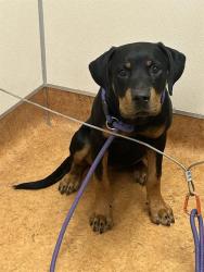 Shelter Stray Female Dog last seen WATT AVE/MARGARET WAY, 95660, 3839 Bradshaw Rd, Sacramento, CA 95827, USA