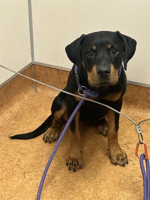 Shelter Stray Female Dog last seen WATT AVE/MARGARET WAY, 95660, 3839 Bradshaw Rd, Sacramento, CA 95827, USA