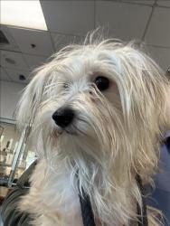 Shelter Stray Male Dog last seen , 11361 W Pico Blvd, Los Angeles, CA 90064, USA