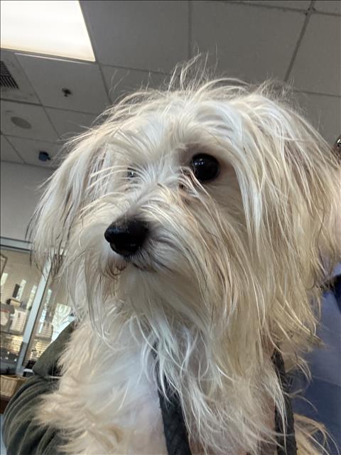 Shelter Stray Male Dog last seen , 11361 W Pico Blvd, Los Angeles, CA 90064, USA