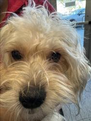 Shelter Stray Female Dog last seen , 11361 W Pico Blvd, Los Angeles, CA 90064, USA