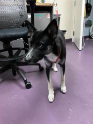 Shelter Stray Female Dog last seen Near BLOCK BLCK E OCEAN BVLD, LONG BEACH, CA 90803, 7700 E Spring St, Long Beach, CA 90815, USA