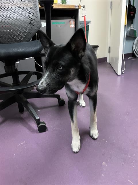 Shelter Stray Female Dog last seen Near BLOCK BLCK E OCEAN BVLD, LONG BEACH, CA 90803, 7700 E Spring St, Long Beach, CA 90815, USA