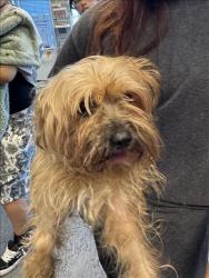 Shelter Stray Female Dog last seen , 11361 W Pico Blvd, Los Angeles, CA 90064, USA