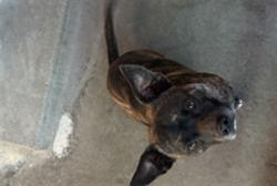 Shelter Stray Male Dog last seen , 11361 W Pico Blvd, Los Angeles, CA 90064, USA
