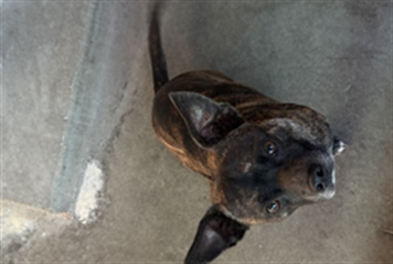 Shelter Stray Male Dog last seen , 11361 W Pico Blvd, Los Angeles, CA 90064, USA