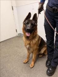 Shelter Stray Male Dog last seen , 1850 W 60th St, Los Angeles, CA 90047, USA