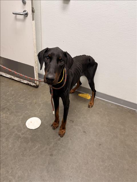 Shelter Stray Male Dog last seen , 1850 W 60th St, Los Angeles, CA 90047, USA