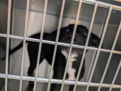 Shelter Stray Male Dog last seen , 4000 N Silverbell Rd, Tucson, AZ 85745, USA