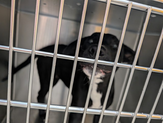 Shelter Stray Male Dog last seen , 4000 N Silverbell Rd, Tucson, AZ 85745, USA