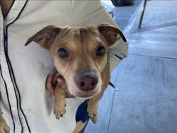 Shelter Stray Unknown Dog last seen , 1850 W 60th St, Los Angeles, CA 90047, USA