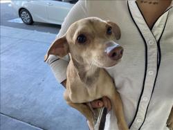 Shelter Stray Unknown Dog last seen , 1850 W 60th St, Los Angeles, CA 90047, USA