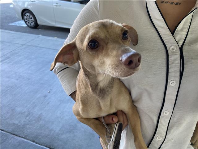 Shelter Stray Unknown Dog last seen , 1850 W 60th St, Los Angeles, CA 90047, USA