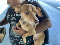 Shelter Stray Unknown Dog last seen , 1850 W 60th St, Los Angeles, CA 90047, USA