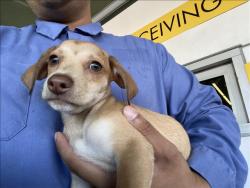 Shelter Stray Unknown Dog last seen , 1850 W 60th St, Los Angeles, CA 90047, USA