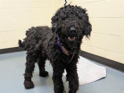 Shelter Stray Male Dog last seen Near BLOCK S DEPEW ST, DENVER CO 80227, 1241 W Bayaud Ave, Denver, CO 80223, USA
