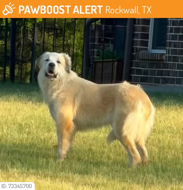 Found/Stray Unknown Dog last seen Chisholm Ranch ests located at the intersection of Hwy 548 and Hwy 205 between Rockwall and Terrell., Rockwall, TX 75032