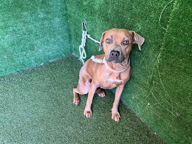 Shelter Stray Female Dog last seen , 5210 W Ave I, Lancaster, CA 93536, USA