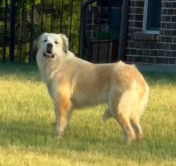 Found/Stray Unknown Dog last seen Chisholm Ranch ests located at the intersection of Hwy 548 and Hwy 205 between Rockwall and Terrell., Rockwall, TX 75032