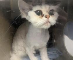 Shelter Stray Female Cat last seen Near BLOCK S 244TH ST, KENT WA 98030, 21615 64th Ave S, Kent, WA 98032, USA