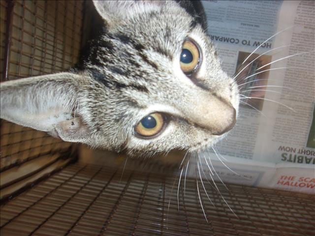 Shelter Stray Male Cat last seen , 14409 Vanowen St, Van Nuys, CA 91405, USA