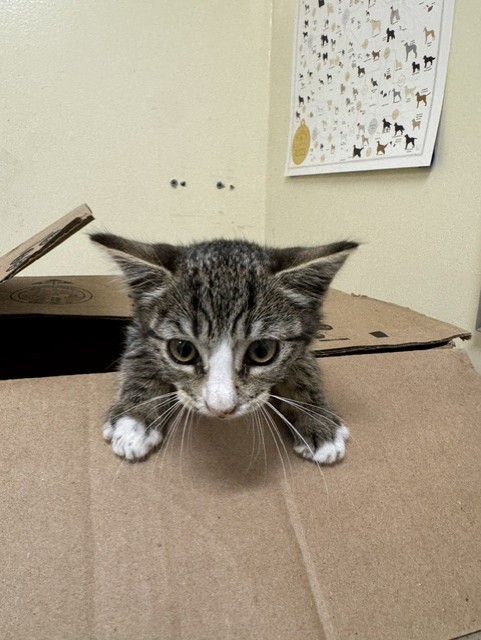 Shelter Stray Female Cat last seen Near BLOCK NEAR 84, 1950 Stevenson Blvd, Fremont, CA 94538, USA