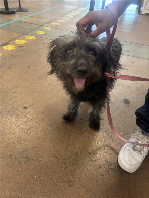 Shelter Stray Male Dog last seen , 14409 Vanowen St, Van Nuys, CA 91405, USA