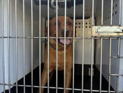 Shelter Stray Male Dog last seen Near BLOCK JACINTO AVE, SPARKS NV 89436, 2825 Longley Ln Suite A, Reno, NV 89502, USA