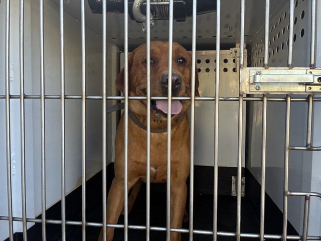 Shelter Stray Male Dog last seen Near BLOCK JACINTO AVE, SPARKS NV 89436, 2825 Longley Ln Suite A, Reno, NV 89502, USA