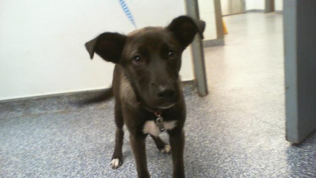 Shelter Stray Female Dog last seen CHARLOTTE, 8315 Byrum Dr, Charlotte, NC 28217, USA