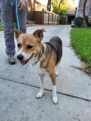 Shelter Stray Female Dog last seen Near BLOCK SHAVANO MIST, 4710 TX-151, San Antonio, TX 78227, USA
