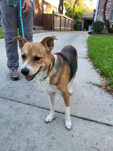 Shelter Stray Female Dog last seen Near BLOCK SHAVANO MIST, 4710 TX-151, San Antonio, TX 78227, USA