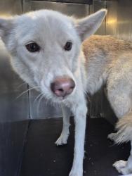 Shelter Stray Female Dog last seen MORALES AND CALAVERAS, 4710 TX-151, San Antonio, TX 78227, USA