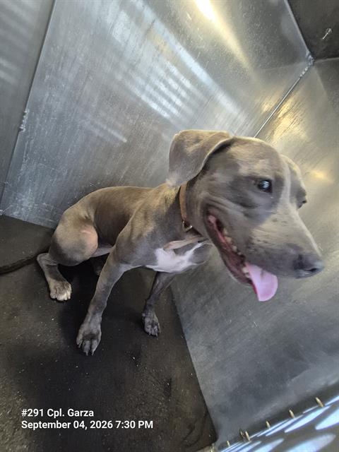 Shelter Stray Female Dog last seen ZARZAMORA AND SAN FERNANDO, 4710 TX-151, San Antonio, TX 78227, USA