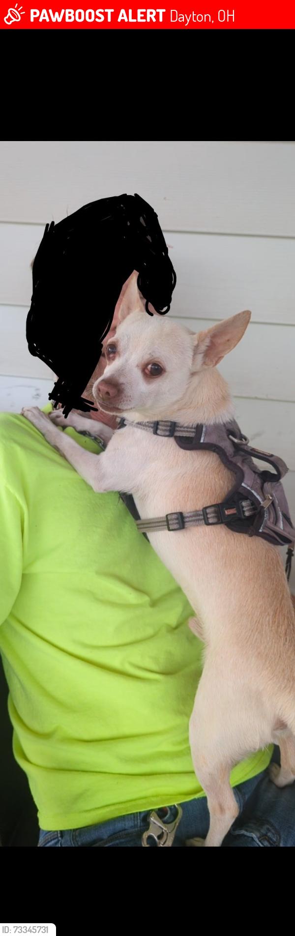Lost Male Dog last seen 5th and Burkhardt, Dayton, OH 45403