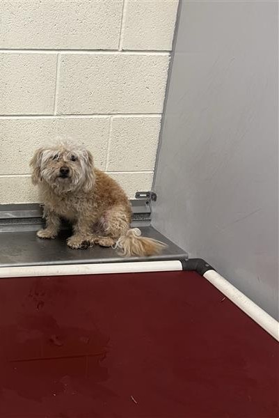 Shelter Stray Male Dog last seen Near BLOCK W MOUNT TUSCARORA DR, 4522 W 3500 S, West Valley City, UT 84120, USA