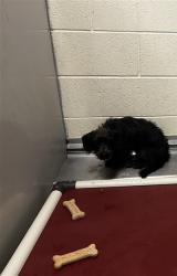Shelter Stray Female Dog last seen Near BLOCK W MOUNT TUSCARORA DR, 4522 W 3500 S, West Valley City, UT 84120, USA