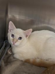 Shelter Stray Male Cat last seen , 957 N Gaffey St, San Pedro, CA 90731, USA