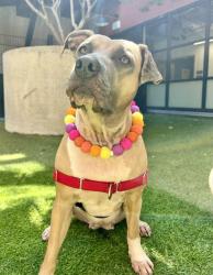 Shelter Stray Female Dog last seen MISSION X 6TH, 1419 Bryant St, San Francisco, CA 94103, USA